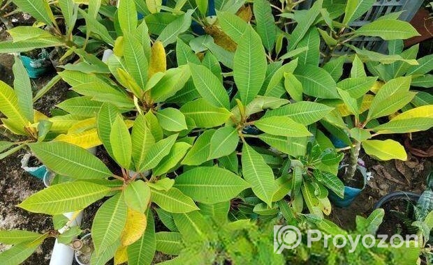 কাঠগোলাপ চারা গাছ