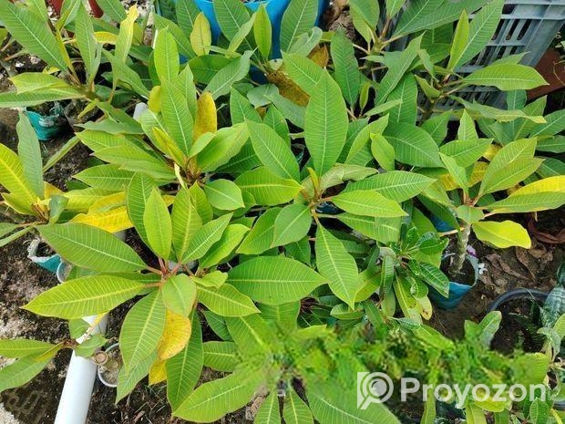 কাঠগোলাপ চারা গাছ