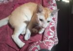 Cat for sale