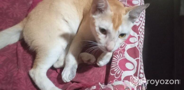 Cat for sale