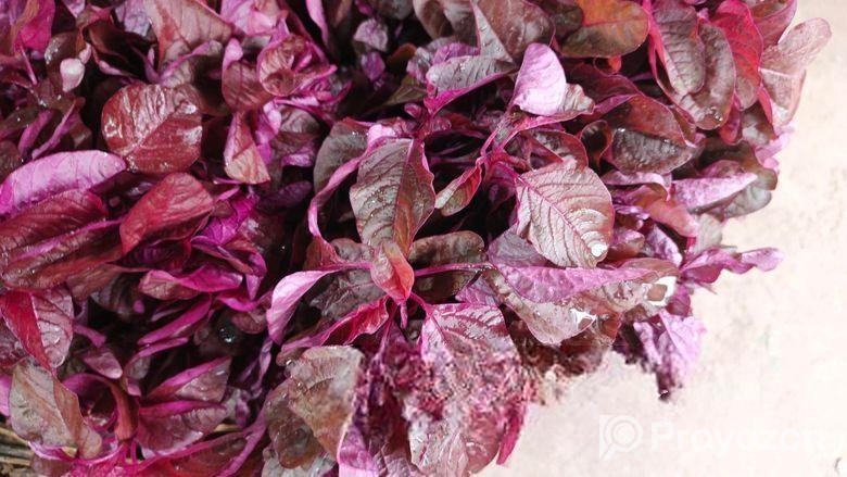 লাল সাগের ব্রিজ