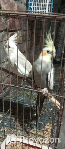 ককাটেল পাখি