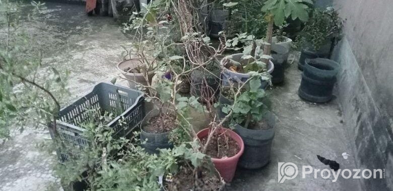 গাছের প্লাস্টিক টব মাটি সহ