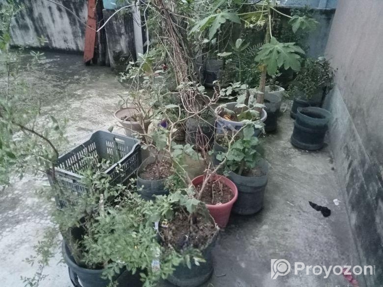 গাছের প্লাস্টিক টব মাটি সহ