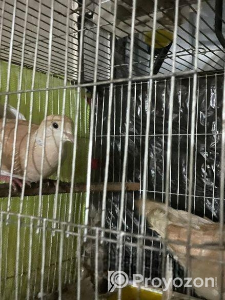 ঘুঘু পাখি