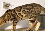 Bangle Female (adult) Urgent