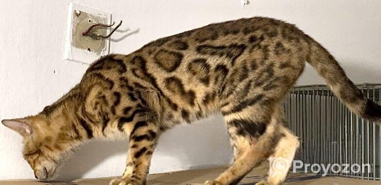 Bangle Female (adult) Urgent