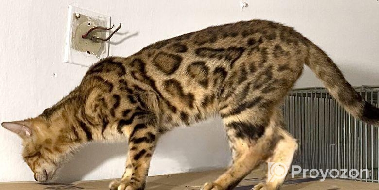 Bangle Female (adult) Urgent