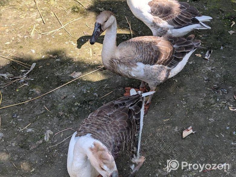 রাজহাঁস বিক্রি করা হবে।