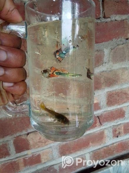 গাপ্পি মাছ