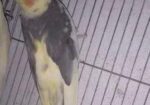 Cocatail Bird
