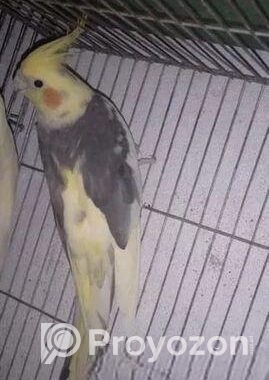 Cocatail Bird