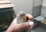 Tem Love Bird