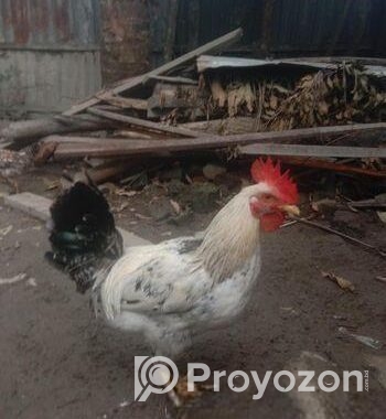 এক জোড়া দেশি মোরগ বিক্রি করা হবে