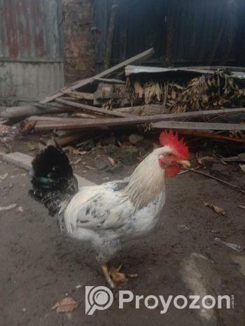 এক জোড়া দেশি মোরগ বিক্রি করা হবে