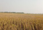 জমি বিক্রি