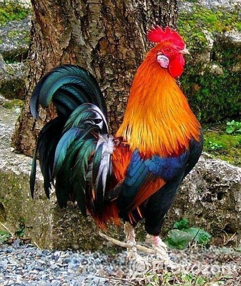 দেশি মুরুগ