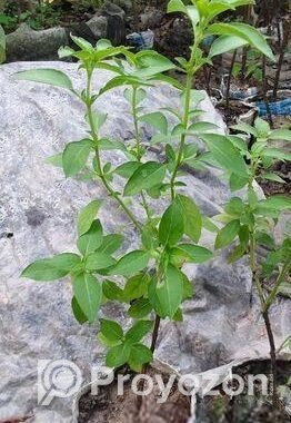 লেমন তুলসী চারা