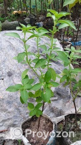 লেমন তুলসী চারা