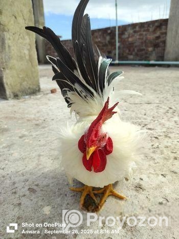 জাপানিজ বেন্থাম ব্ল্যাকটেল শো কোয়ালিটি মেইল