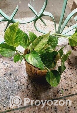 ইন্ডোর প্লান্ট