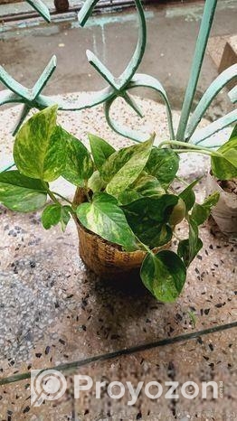 ইন্ডোর প্লান্ট