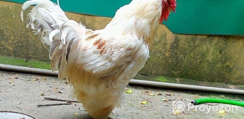 রানিং লাইট ব্রাহমা মোরগ মুরগি বিক্রয়