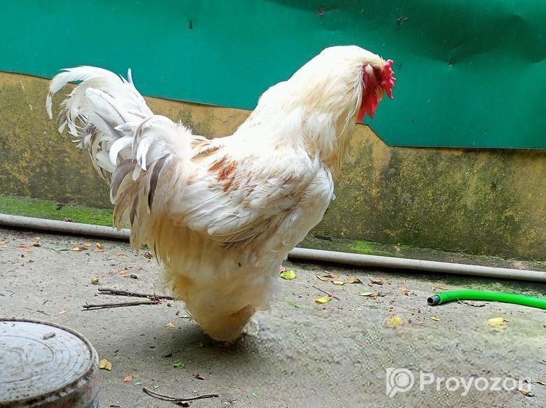 রানিং লাইট ব্রাহমা মোরগ মুরগি বিক্রয়