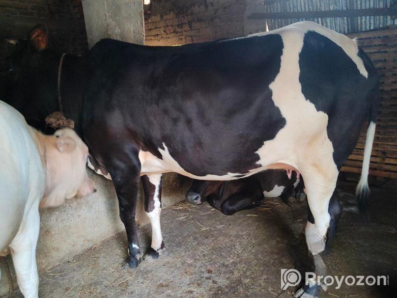 ৫ মাসের গাভ গরু বিক্রি হবে