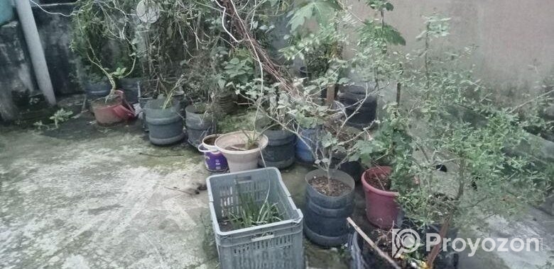 গাছের প্লাস্টিক টব মাটি সহ