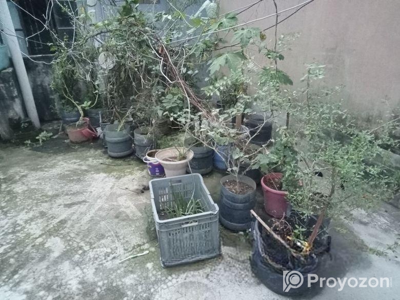 গাছের প্লাস্টিক টব মাটি সহ