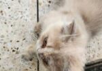 pure persian 03 months old 2 male kitten
