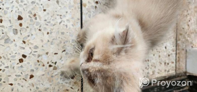 pure persian 03 months old 2 male kitten