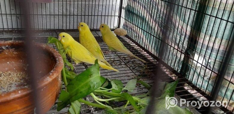 বাজরিগার লুটিনো রানিং জোড়া ও তিনটি বাচ্চা