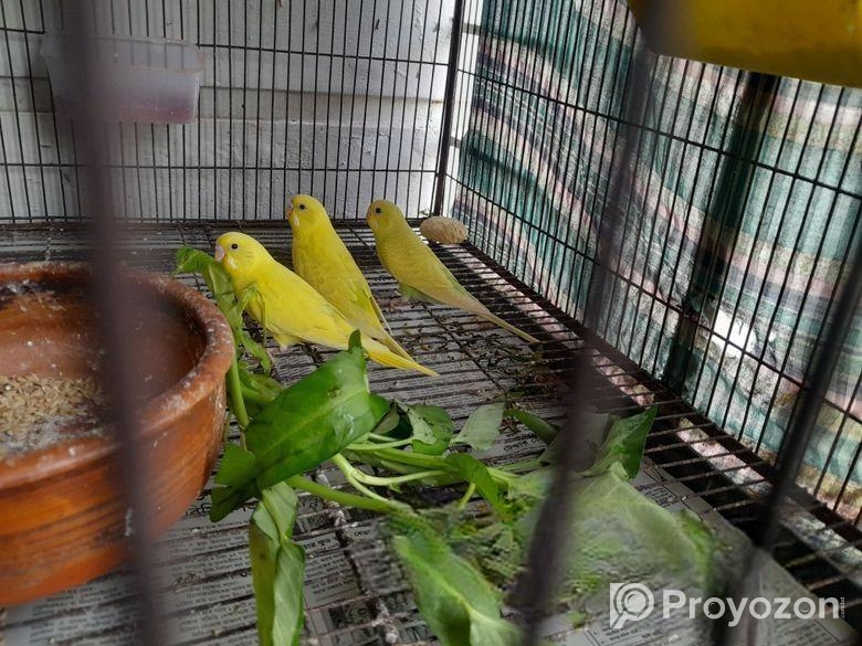 বাজরিগার লুটিনো রানিং জোড়া ও তিনটি বাচ্চা