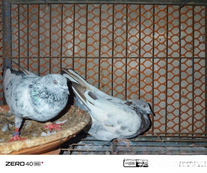 কবুতর বিক্রয়