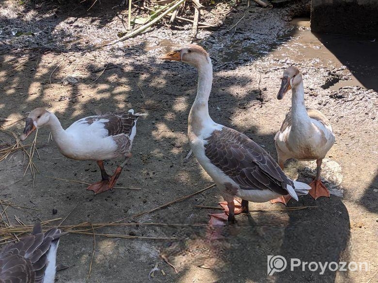 রাজহাঁস বিক্রি করা হবে।