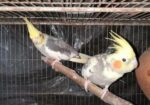 Cocatail Bird