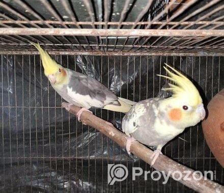 Cocatail Bird
