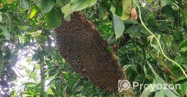 সুন্দরবনের খাঁটি মধু