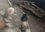এক জোড়া দেশি মোরগ বিক্রি করা হবে