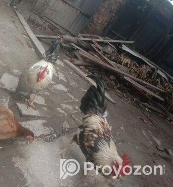 এক জোড়া দেশি মোরগ বিক্রি করা হবে