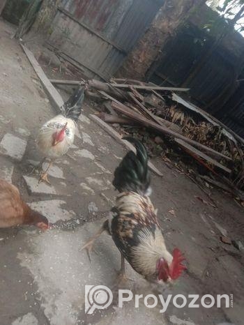 এক জোড়া দেশি মোরগ বিক্রি করা হবে