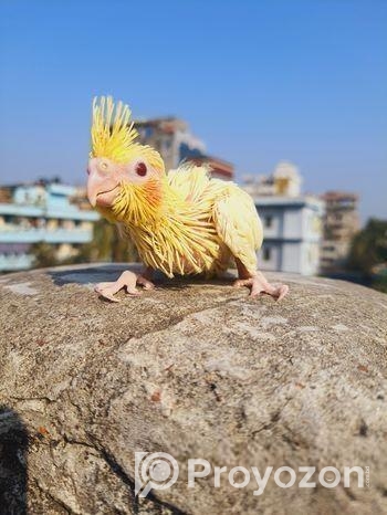 লোটিনো ককাটেল বেবি