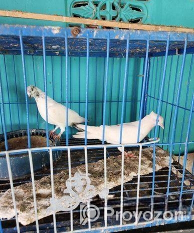 ভালো কিছু কবুতর বিক্রি হবে।