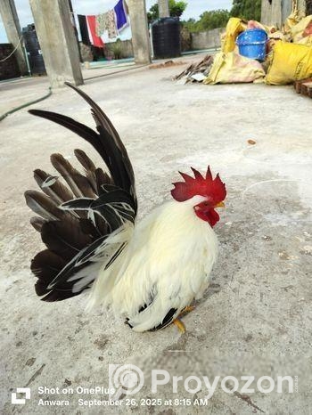 জাপানিজ বেন্থাম ব্ল্যাকটেল শো কোয়ালিটি মেইল