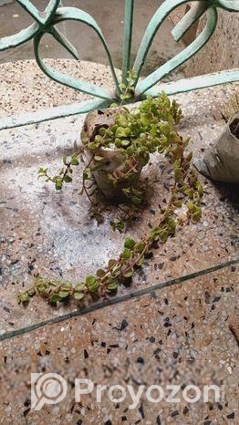 ইন্ডোর প্লান্ট