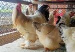 রানিং লাইট ব্রাহমা মোরগ মুরগি বিক্রয়