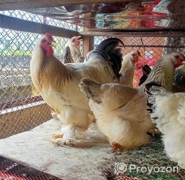 রানিং লাইট ব্রাহমা মোরগ মুরগি বিক্রয়