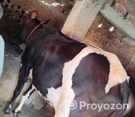 ৫ মাসের গাভ গরু বিক্রি হবে
